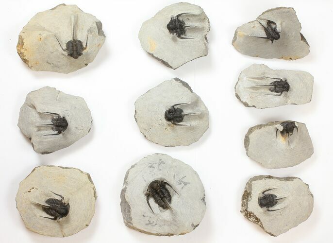 Lot: Bargain, Spiny Cyphaspis Trilobites - Pieces #134104